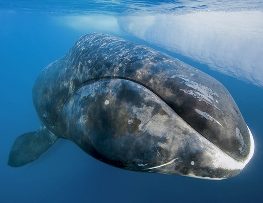 Picture of a bowhead whale (Balaena mysticetus)