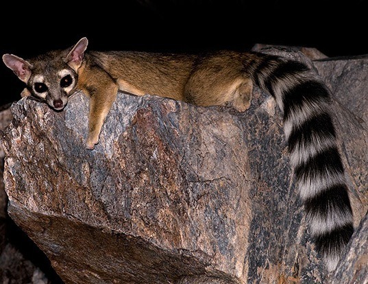 RINGTAILED LIFE EXPECTANCY RINGTAILED LIFE EXPECTANCY