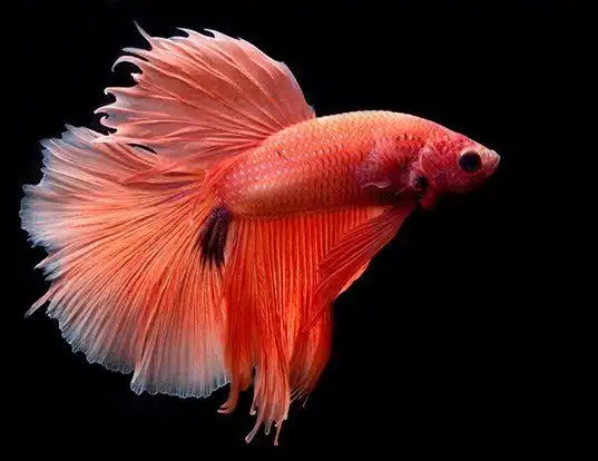 SIAMESE FIGHTING FISH LIFE EXPECTANCY