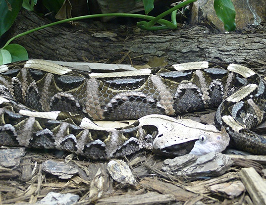 Picture of a west african gaboon viper (Bitis gabonica rhinoceros)