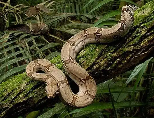 BOA CONSTRICTOR LIFE EXPECTANCY