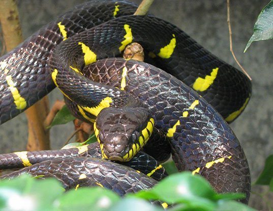 Picture of a mangrove snake (Boiga wallachi)