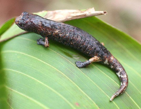 Picture of a alta verapaz salamander (Bolitoglossa dofleini)