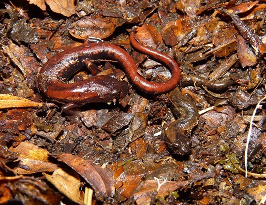Picture of a la palma salamander (Bolitoglossa subpalmata)