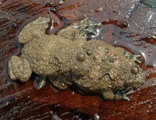 Picture of a yellow-bellied toad (Bombina variegata)