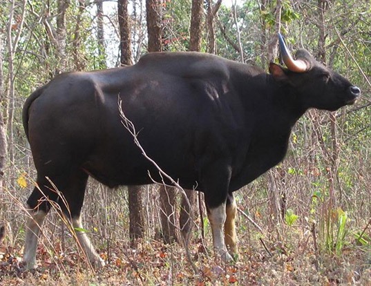 Picture of a gayal (Bos frontalis)