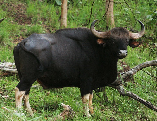 Picture of a gaur (Bos gaurus)