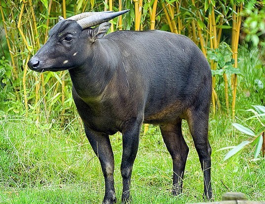  MOUNTAIN ANOA  LIFE EXPECTANCY