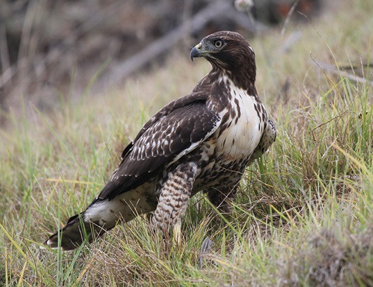 Picture of a red-tailed hawk (Buteo jamaicensis)