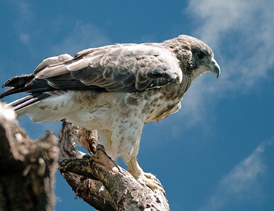 HAWAIIAN HAWK LIFE EXPECTANCY