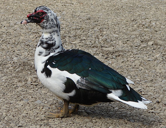 Picture of a muscovy duck (Cairina moschata)