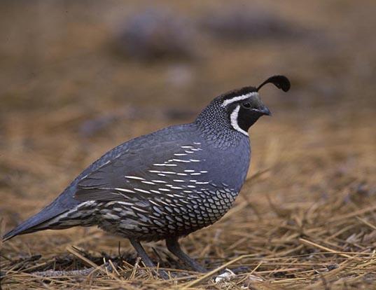 Quail