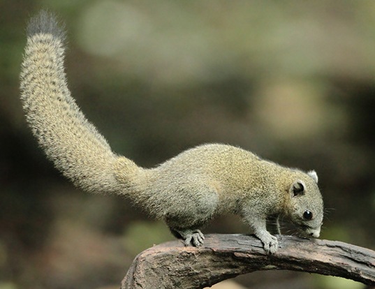 Picture of a gray-bellied squirrel (Callosciurus caniceps)