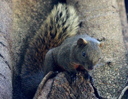 Picture of a pallas's squirrel (Callosciurus erythraeus)