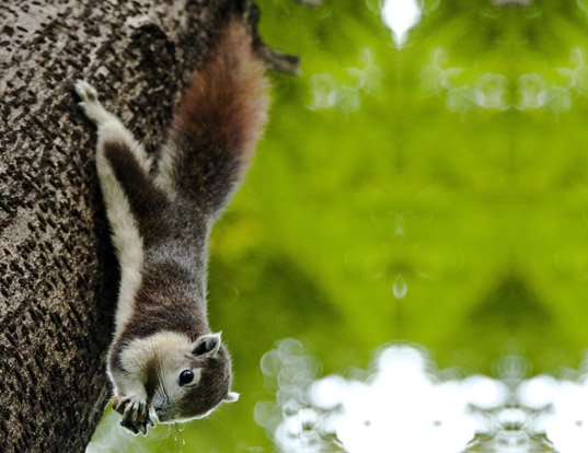 FINLAYSON'S SQUIRREL LIFE EXPECTANCY