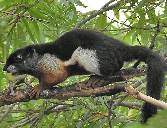 Picture of a prevost's squirrel (Callosciurus prevostii)