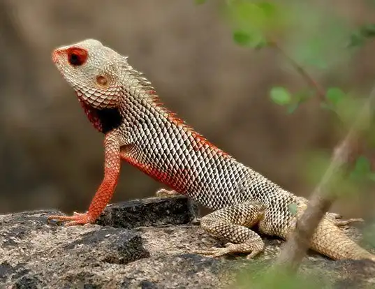 Eastern Garden Lizard Life Expectancy