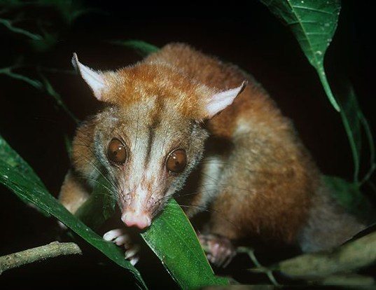 Gray four-eyed opossum. 