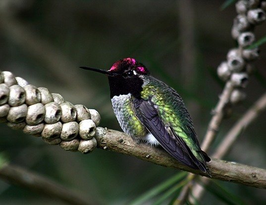 Picture of a anna's hummingbird (Calypte anna)