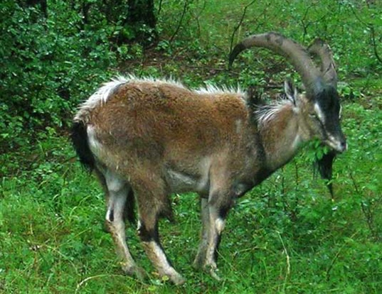 MARKHOR LIFE EXPECTANCY