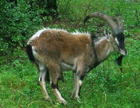 Picture of a wild goat (Capra aegagrus)