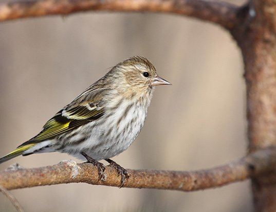 Picture of a pine siskin (Carduelis pinus)