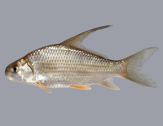 HIGHFIN CARPSUCKER LIFE EXPECTANCY