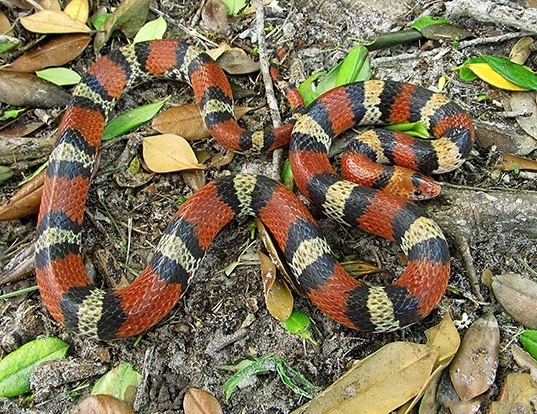 Picture of a scarletsnake (Cemophora coccinea)