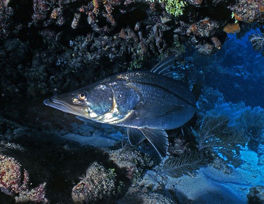 Nile Perch Life Expectancy Nile Perch Life Expectancy