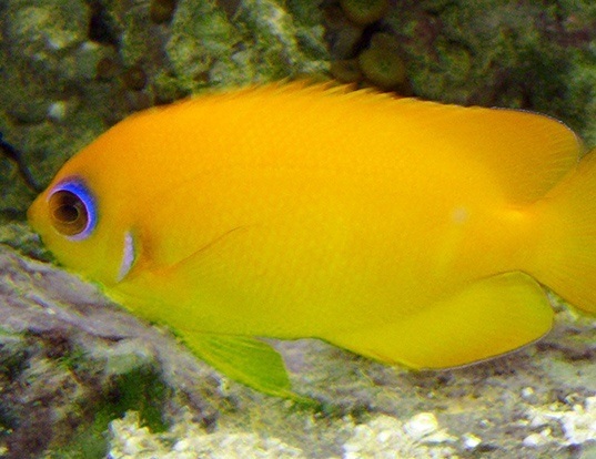 Picture of a lemonpeel angelfish (Centropyge flavissima)
