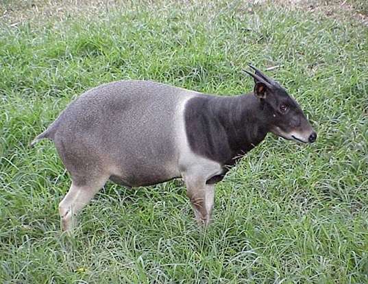 Red-flanked Duiker - Encyclopedia of Life