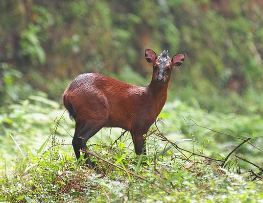 BLACKFRONTED DUIKER LIFE EXPECTANCY