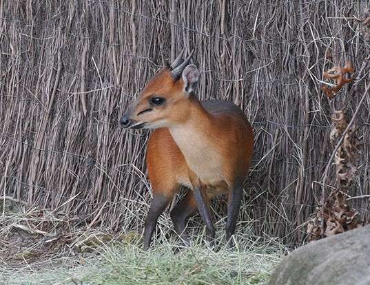 Red-flanked Duiker - Encyclopedia of Life