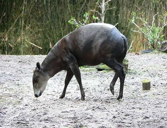 Red-flanked Duiker - Encyclopedia of Life