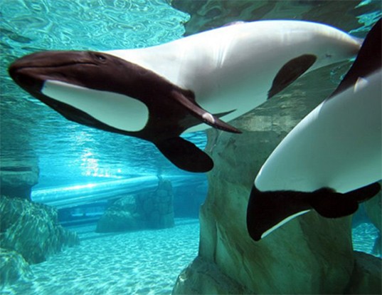 Picture of a commerson's dolphin (Cephalorhynchus commersonii)
