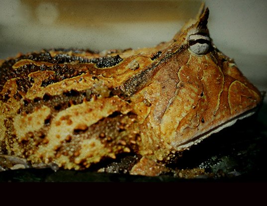 Picture of a amazonian horned frog (Ceratophrys cornuta)