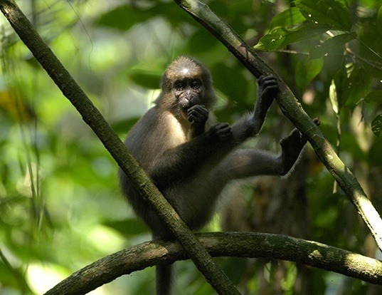 WEST INDIAN MANATEE LIFE EXPECTANCY