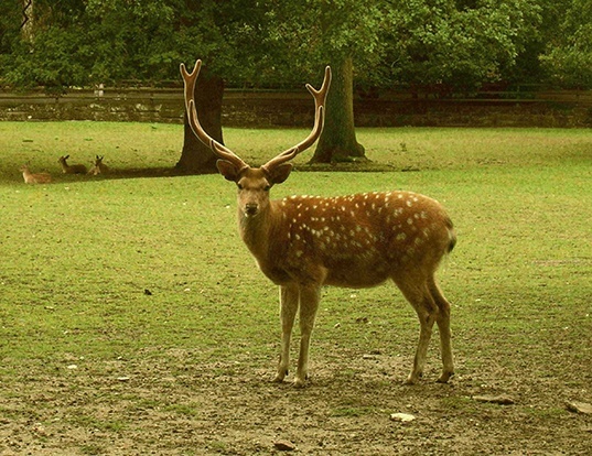 Picture of a sika deer (Cervus nippon)