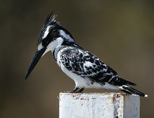 Picture of a pied kingfisher (Ceryle rudis)