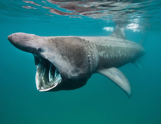 Picture of a basking shark (Cetorhinus maximus)