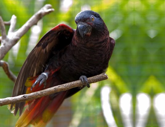 BLUE LORIKEET LIFE EXPECTANCY