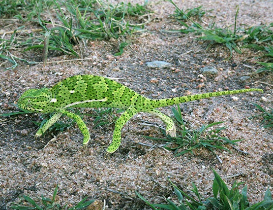 Picture of a african flap-necked chameleon (Chamaeleo dilepis)