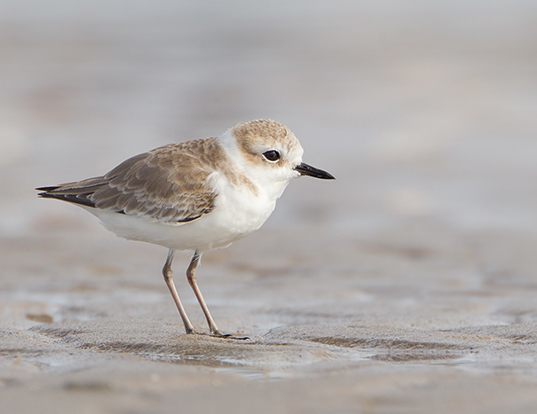 MOUNTAIN PLOVER LIFE EXPECTANCY