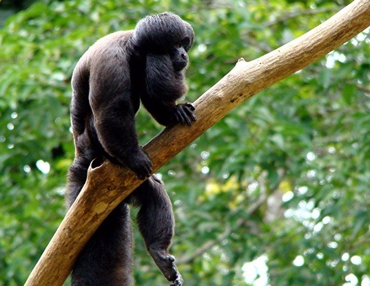 GOLDENFACED SAKI LIFE EXPECTANCY