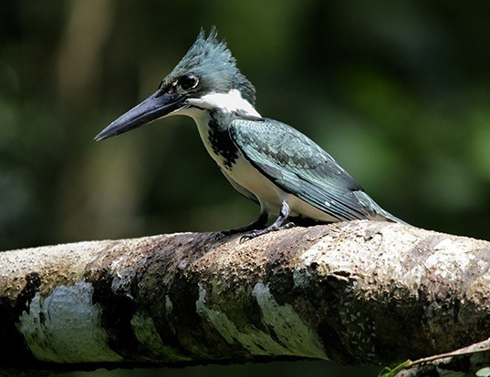 Picture of a green kingfisher (Chloroceryle americana)