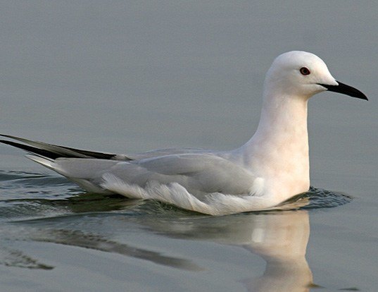 Picture of a slender-billed gull (Chroicocephalus genei)