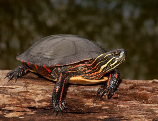 eastern painted turtle lifespan