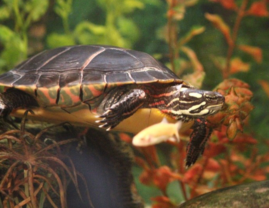 Picture of a eastern painted turtle (Chrysemys picta picta)
