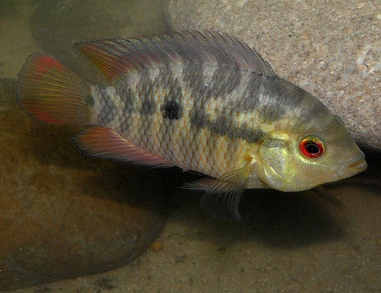 Rio Grande Cichlid Life Expectancy