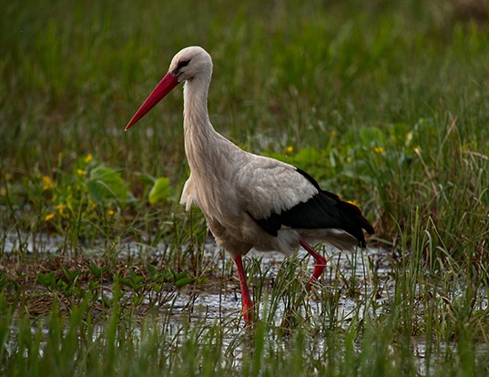 Picture of a european stork (Ciconia ciconia)